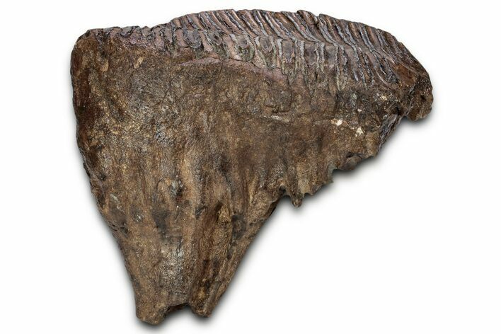 Fantastic, Fossil Woolly Mammoth Upper M Molar - Poland #337197